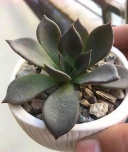 多肉上盆后长时间不生长怎么办 多肉植物迟迟不长如何处理？