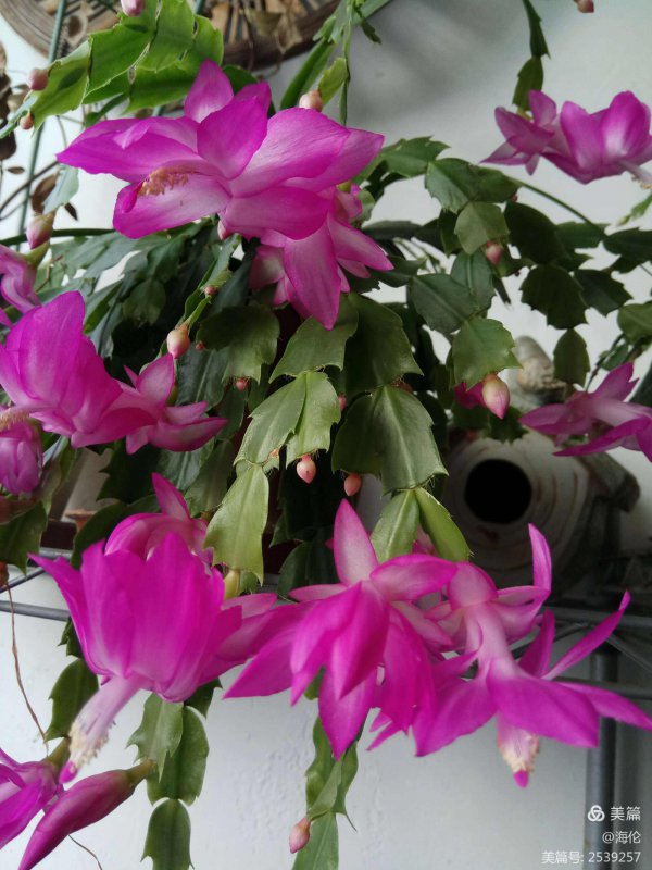 一朵蟹爪兰花能开几天