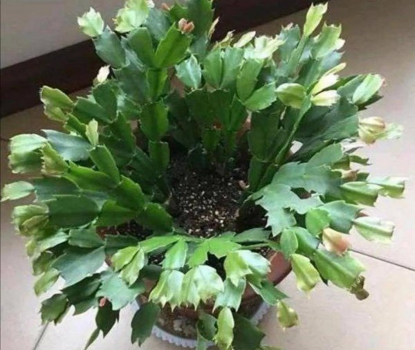 秋天养蟹爪兰的注意事项