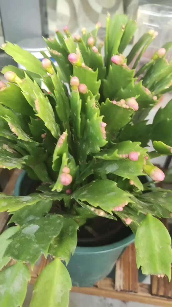 蟹爪兰有花苞了几天浇一次水