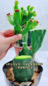移栽蟹爪兰注意事项 移植螃蟹兰需要注意什么事项？