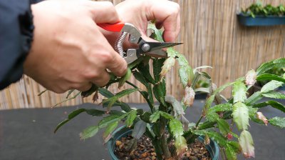 蟹爪兰怎样催花 如何促进蟹爪兰开花？