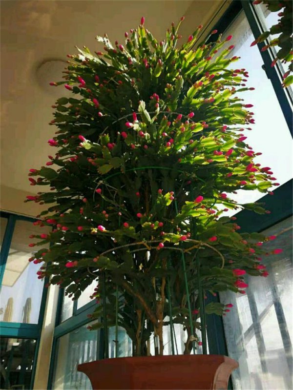 蟹爪兰怎么打顶