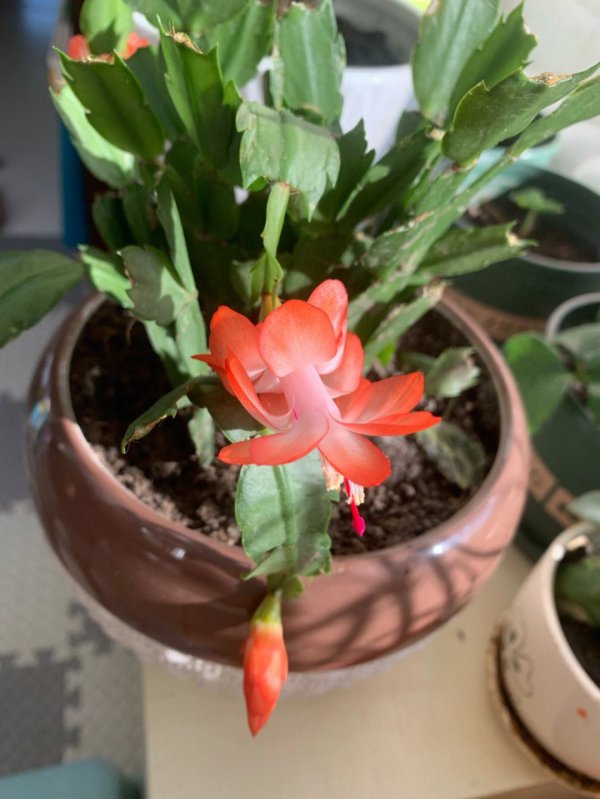 蟹爪兰开花寓意