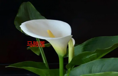 马蹄莲和蟹爪兰的关系 马蹄莲与蟹爪兰的亲密关系