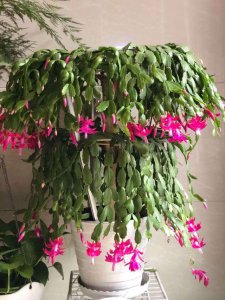 蟹爪兰刚栽上怎么养护 蟹爪兰新栽植后如何养护？