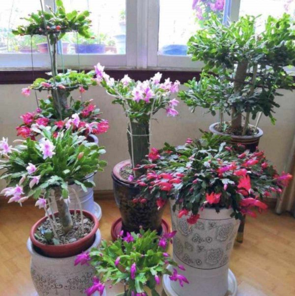蟹爪兰移植方法和注意事项