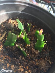 蟹爪兰几月份掐掉嫩芽 蟹爪兰何时修剪嫩芽？