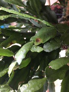 蟹爪兰叶子发红怎么补救 蟹爪兰叶子发红如何处理？