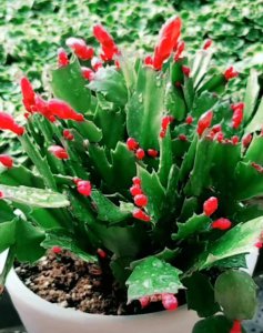 蟹爪兰怎么栽能活 如何种植蟹爪兰才能存活？