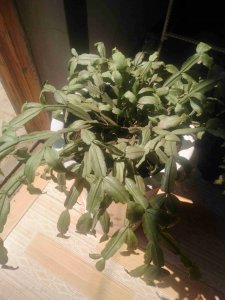 蟹爪兰花苞干瘪一碰就掉怎么回事 蟹爪兰花苞干瘪易脱落的原因是什么？