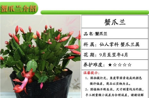 蟹爪兰几月份移栽