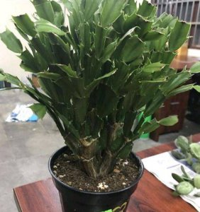 蟹爪兰几天浇一次水合适 蟹爪兰多久浇水合适？