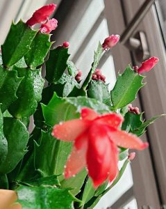 蟹爪兰夏天怎么种 蟹爪兰的夏季种植技巧
