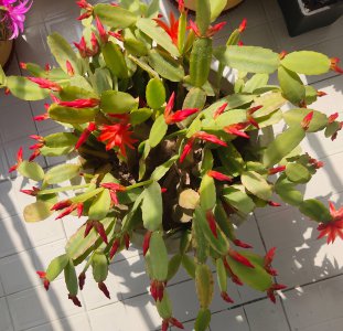 蟹爪兰夏天三不要 夏季蟹爪兰三忌