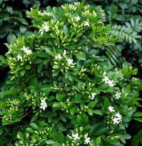 九里香的花语是什么 九里香的花语含义