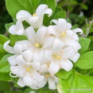 九里香花语是什么 九里香花的寓意象征爱情