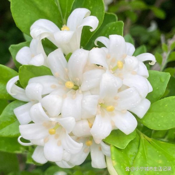 九里香花语是什么，九里香花的寓意象征爱情