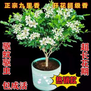 九里香盆栽的功效与作用 九里香盆栽的益处和作用
