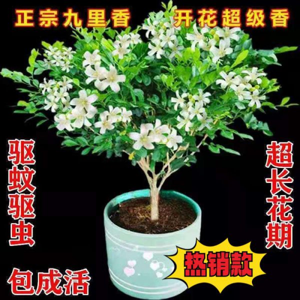 九里香盆栽的功效与作用
