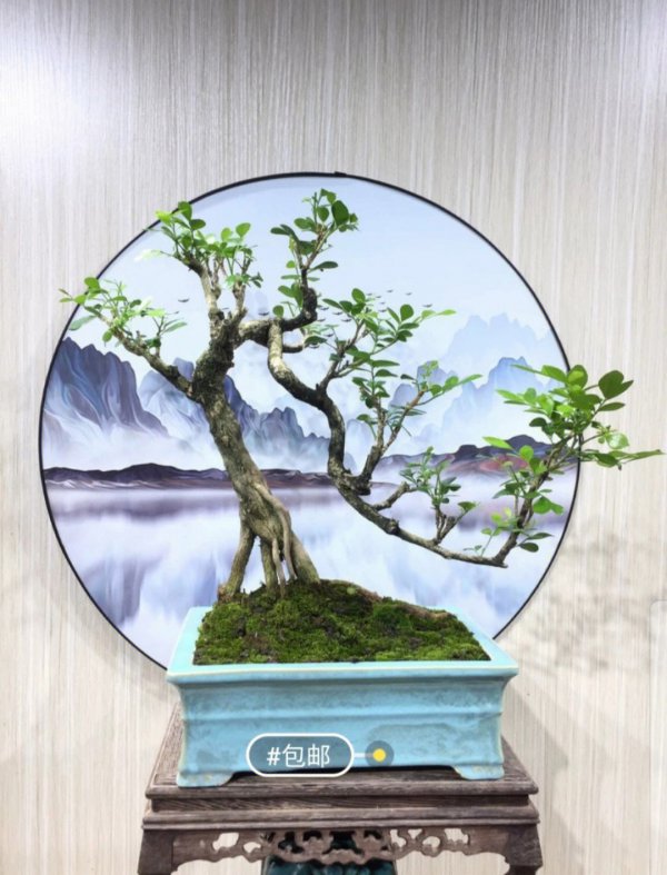 九里香盆景树桩怎样变粗
