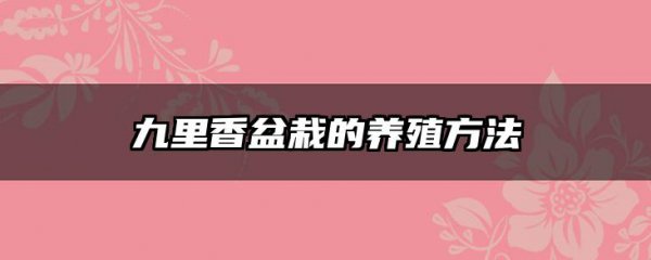 九里香盆栽的养殖方法
