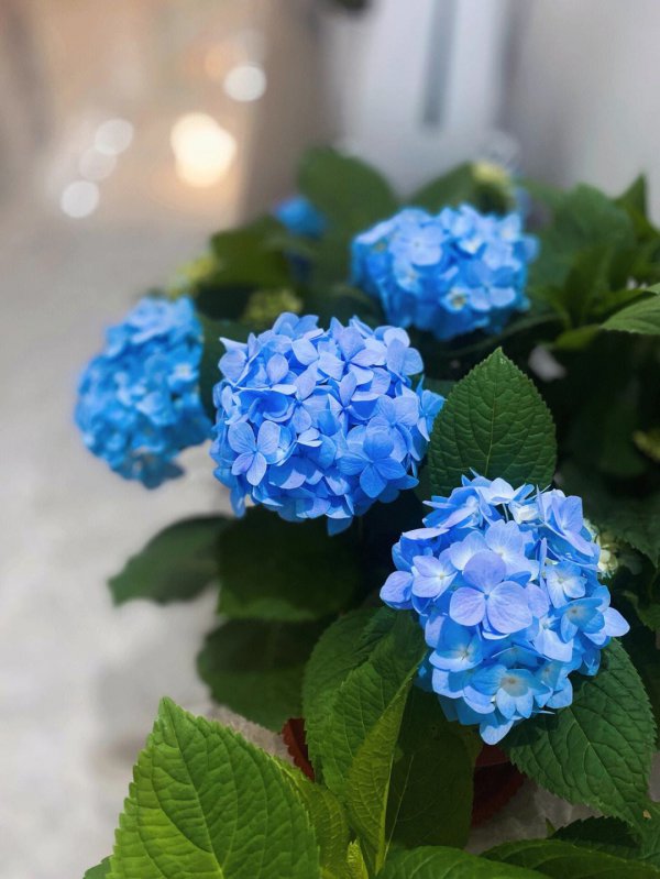 蓝色绣球花的寓意