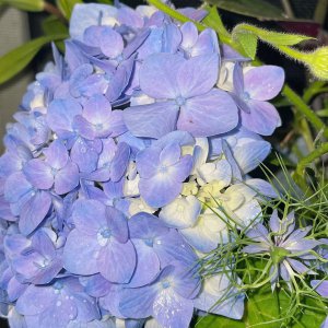蓝色绣球花的花语背叛 蓝色绣球花的花语欺骗