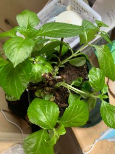 盆栽绣球花蔫了怎么办 盆栽绣球花枯萎了该怎么办？