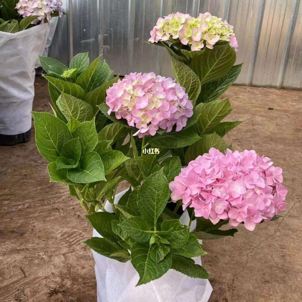 绣球花盆栽养殖方法全解