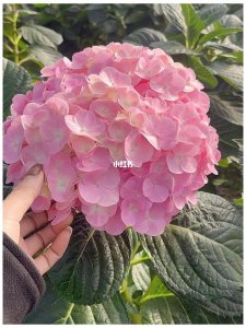 粉红色绣球花语 表示浪漫与美满