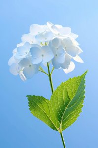 世界上花语最光明的花 世界上最明亮的花语