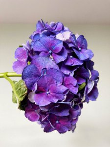 紫色绣球花花语 紫色绣球花的含义
