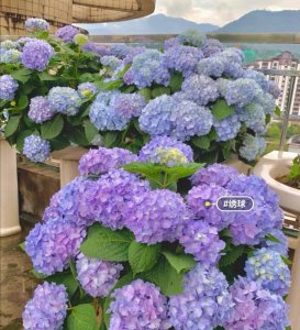 绣球花寓意 绣球花的象征含义