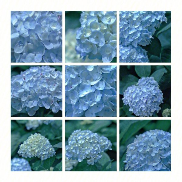 蓝色绣球花语
