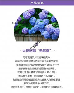 绣球花的寓意和象征意义 绣球花的象征意义和寓意