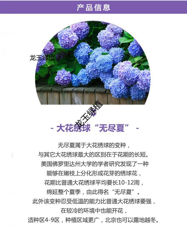 绣球花的寓意和象征意义