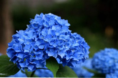 蓝绣球花语 蓝色绣球的花语