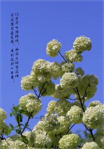 绣球的寓意是什么 绣球的象征意义是什么？