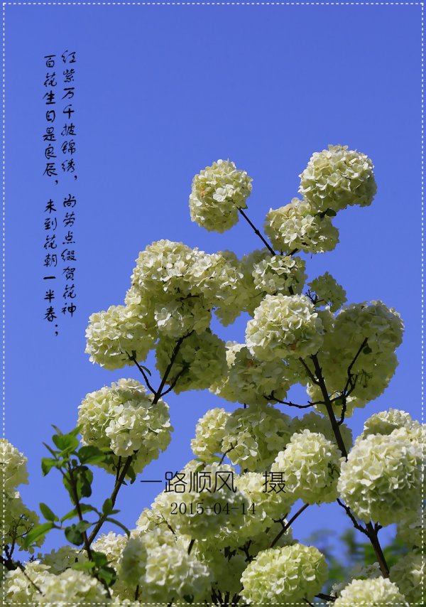 绣球的寓意是什么