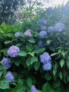 无尽夏绣球花的花语 绽放不尽的夏季绣球花言传情意