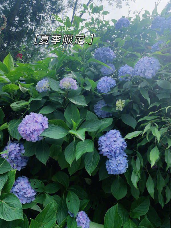 无尽夏绣球花的花语