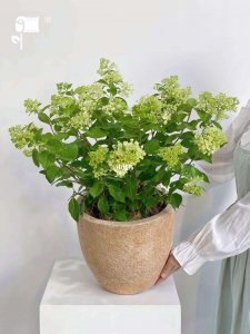 盆栽绣球花怎么过冬 盆栽绣球花如何越冬