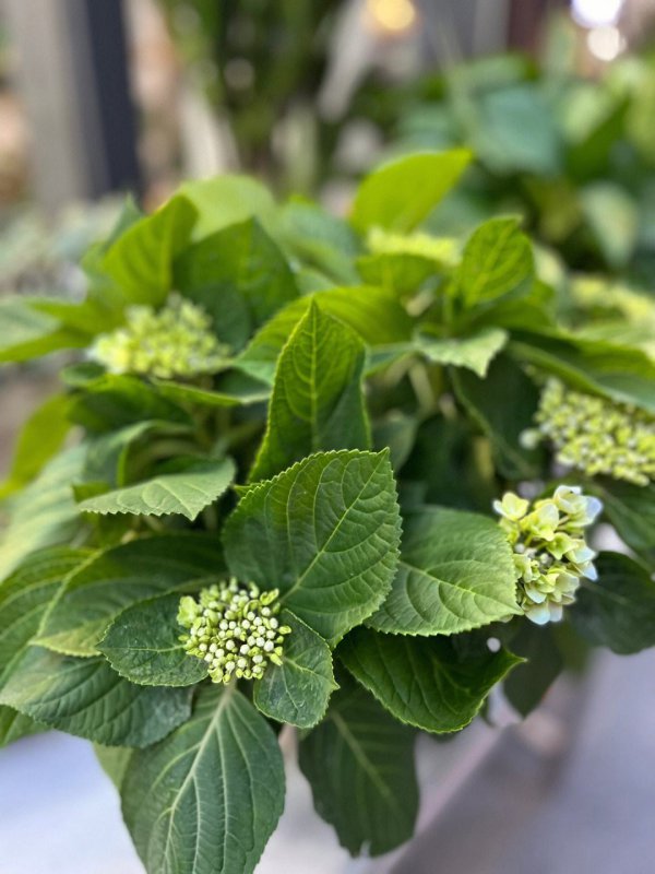 绿色绣球花的花语