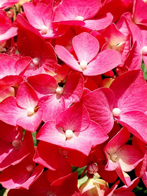 红色绣球花的花语