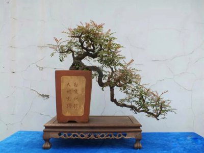 红木香可以盆栽吗 红木香可作为盆栽吗？