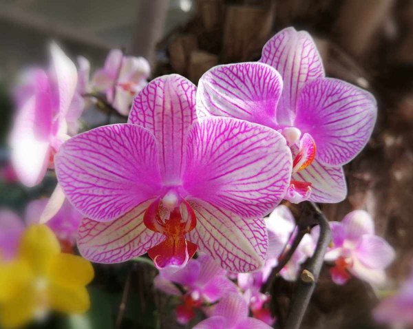 蝴蝶兰花代表什么意思
