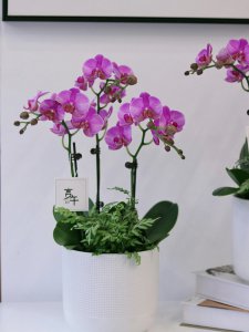 送老师蝴蝶兰的含义 赠送老师一盆蝴蝶兰