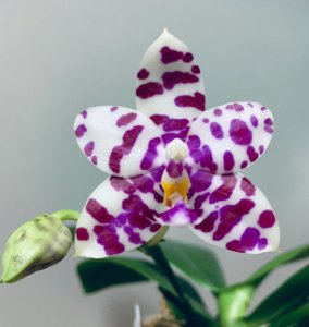 紫色蝴蝶兰花语 紫蝴蝶兰花的含义