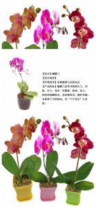 蝴蝶兰花语象征与寓意 蝴蝶兰花的象征意义